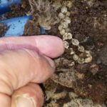 Slug Eggs in Soil: How to Identify and Get Rid of Them?