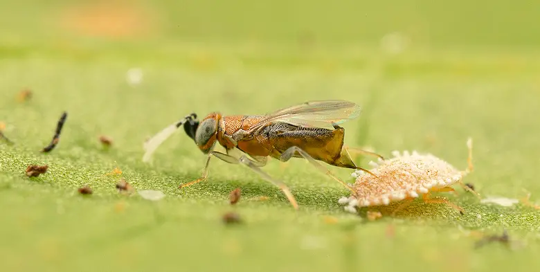 Predatory wasp