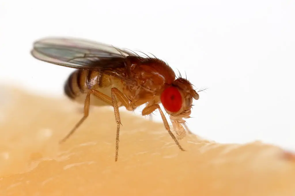 Red eyed fruit fly