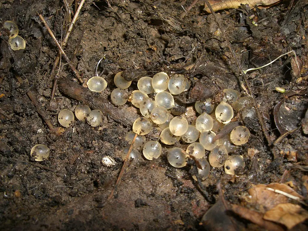 Slug eggs in soil