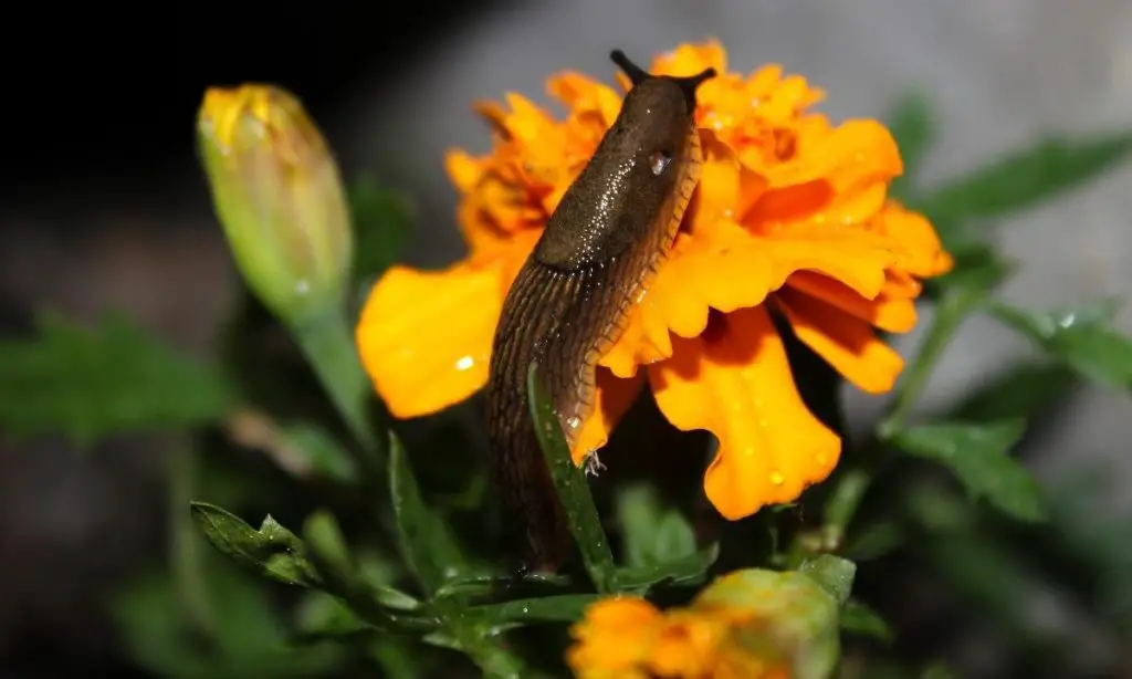 Slug in garden plant