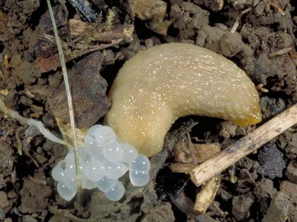 Slug with eggs