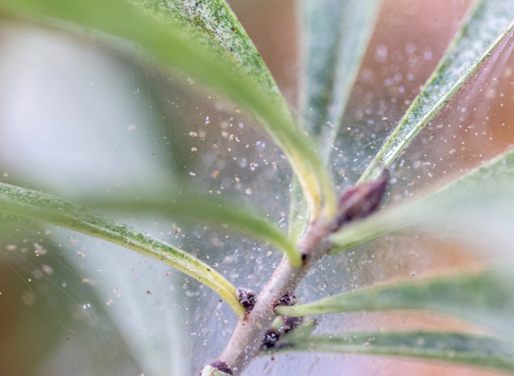 Spider mites and their fine webbing on houseplant