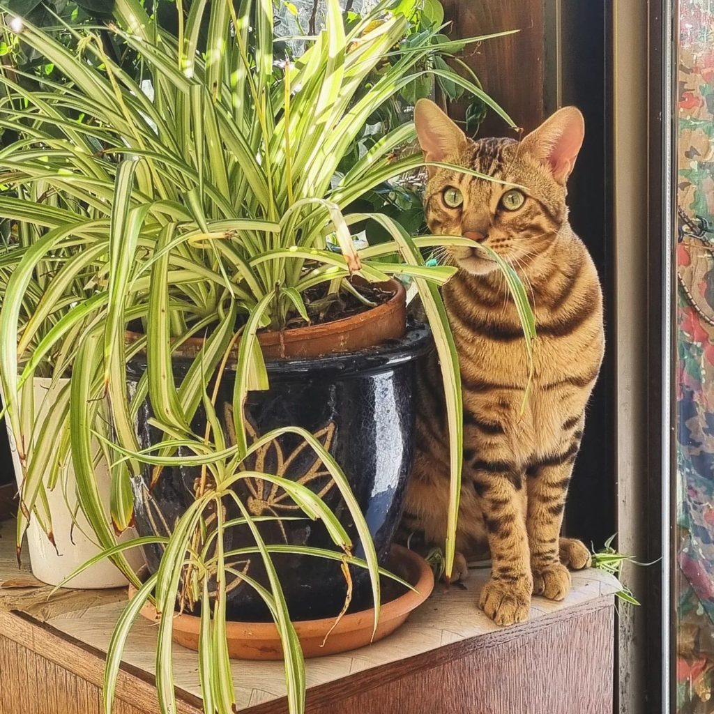 Spider plant - easy cat safe plants