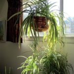 What are the Causes and Solutions for Spider Plant Brown Tips?