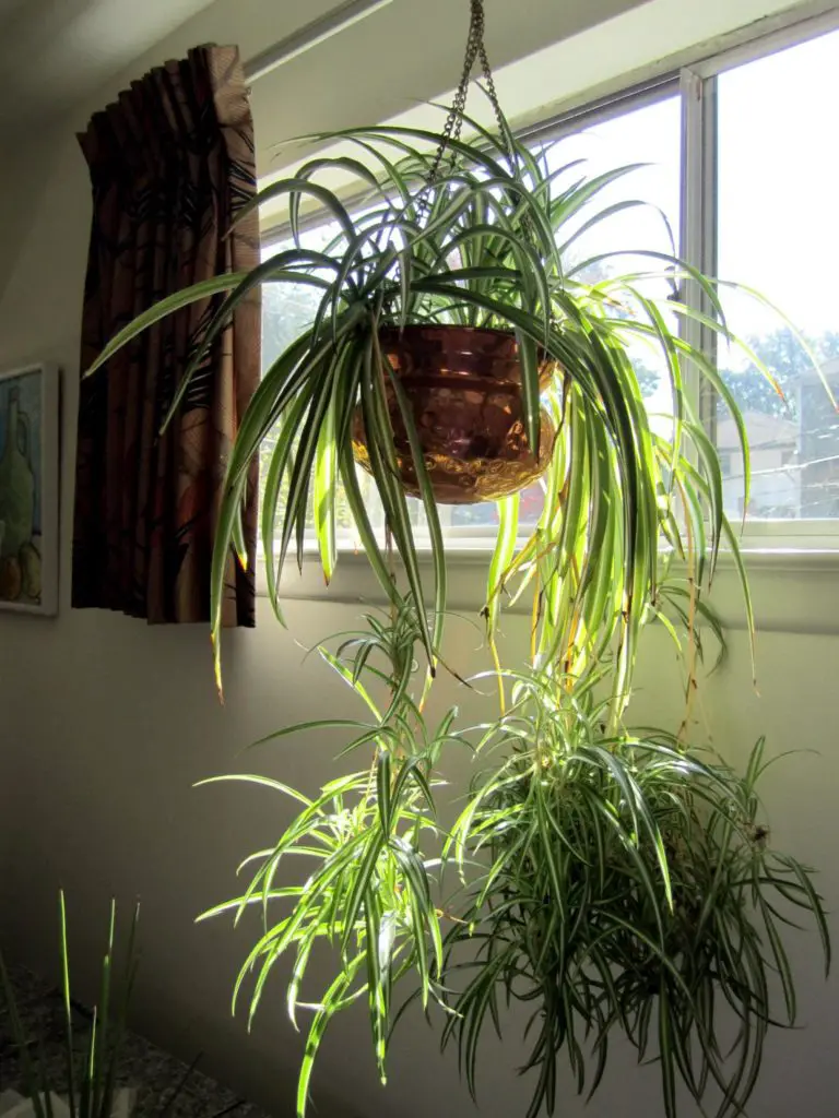 Spider plant brown tips