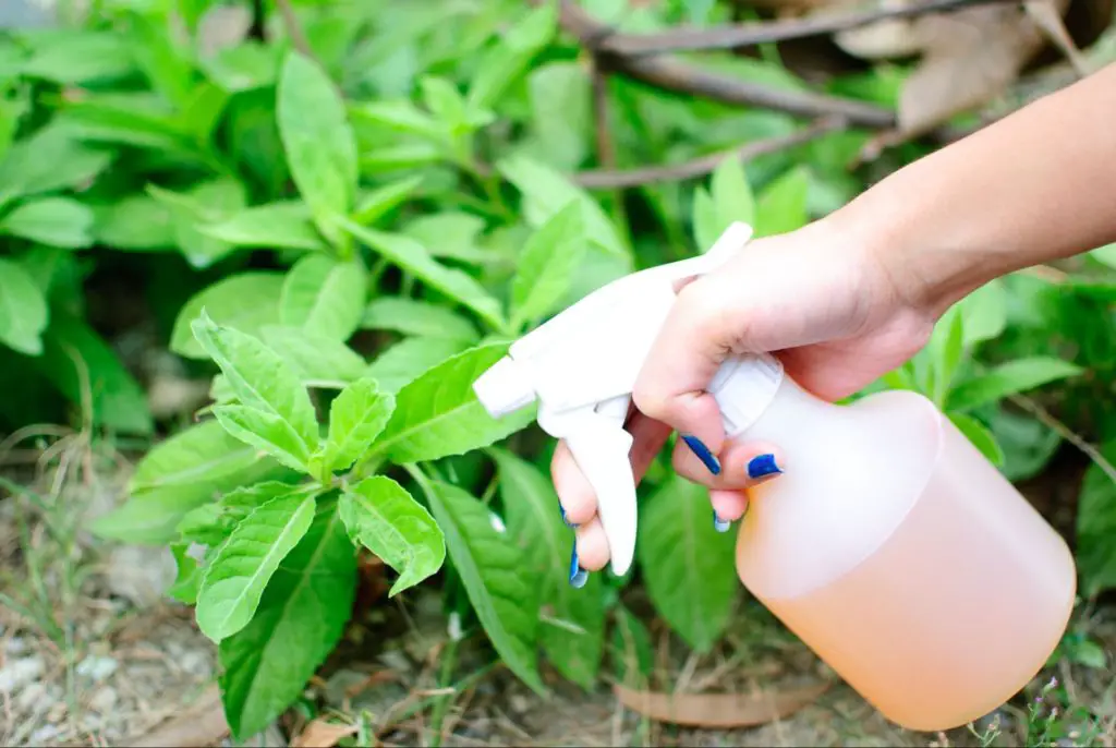Spraying plants - natural pest control for houseplants