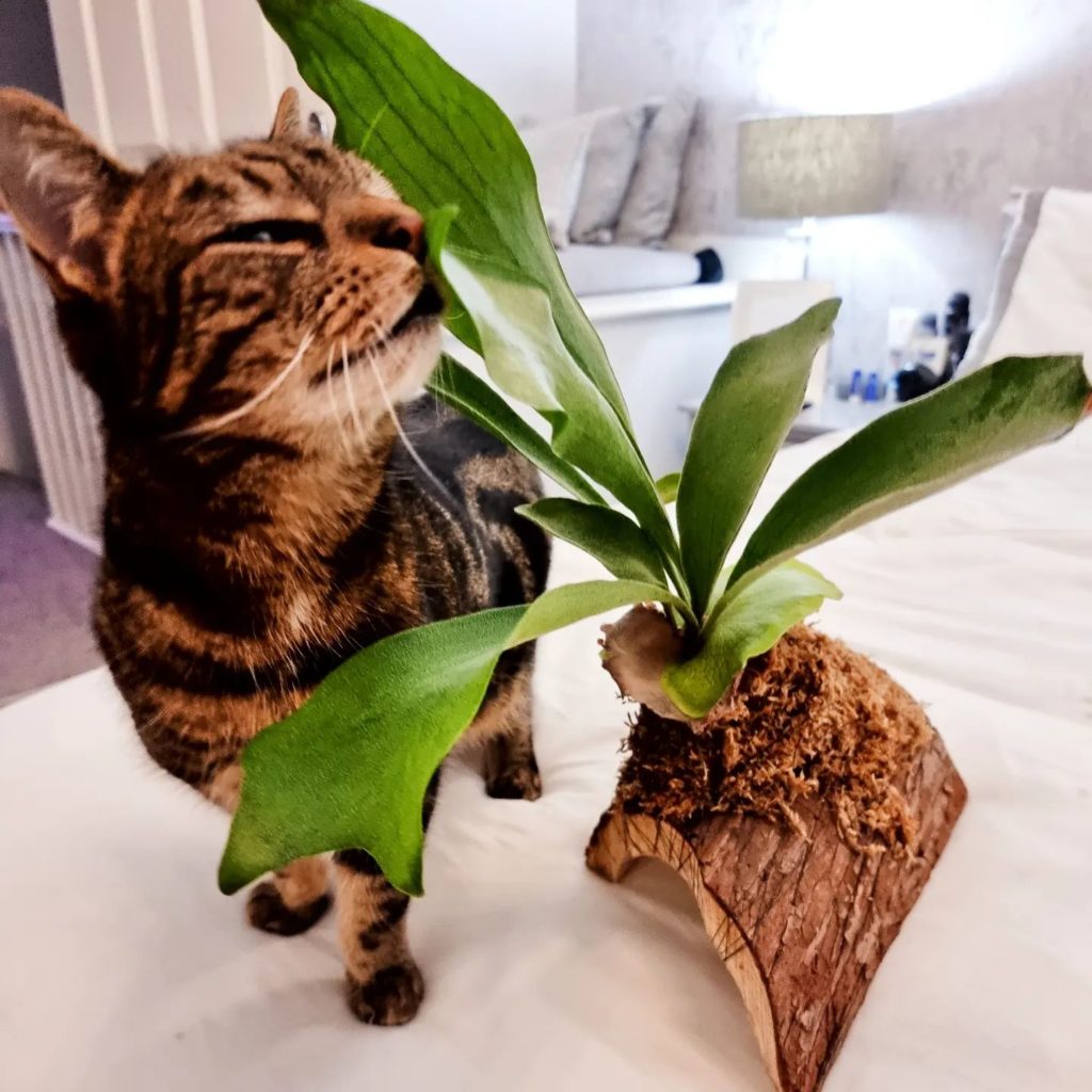 Fern easy cat safe plants
