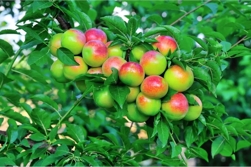 sugar plum tree