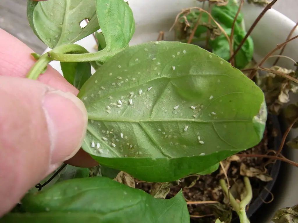 Tiny whiteflies - neem oil as organic pest control