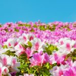 A Zen Ambience: 14 Different Types Of Azaleas