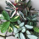 5 Breath-taking Types Of Calathea For Your Private Tropic Corner