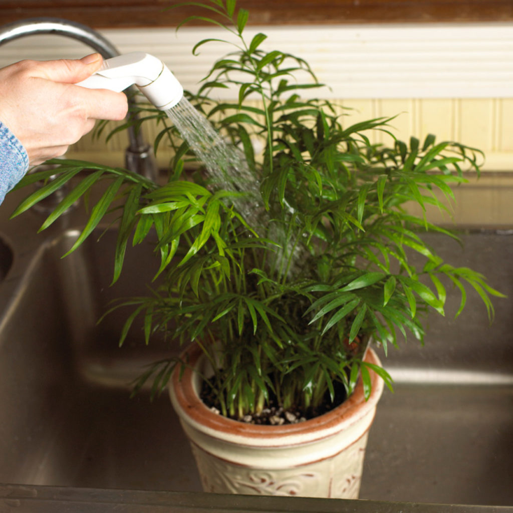Washing of houseplants - control houseplant pests