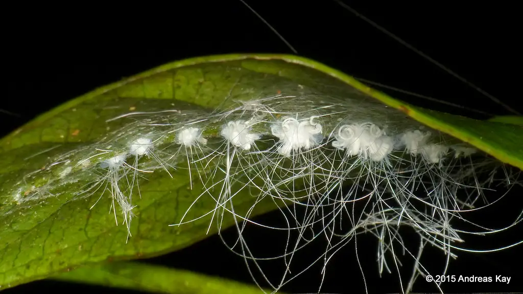 Whitefly nymphs - types of houseplant bugs