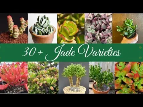 Jade plant types