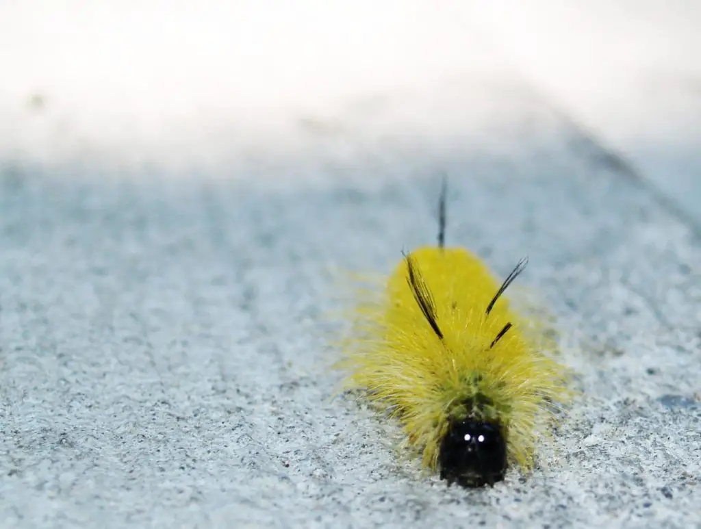 American Dagger Moth Caterpillar - types of furry caterpillars
