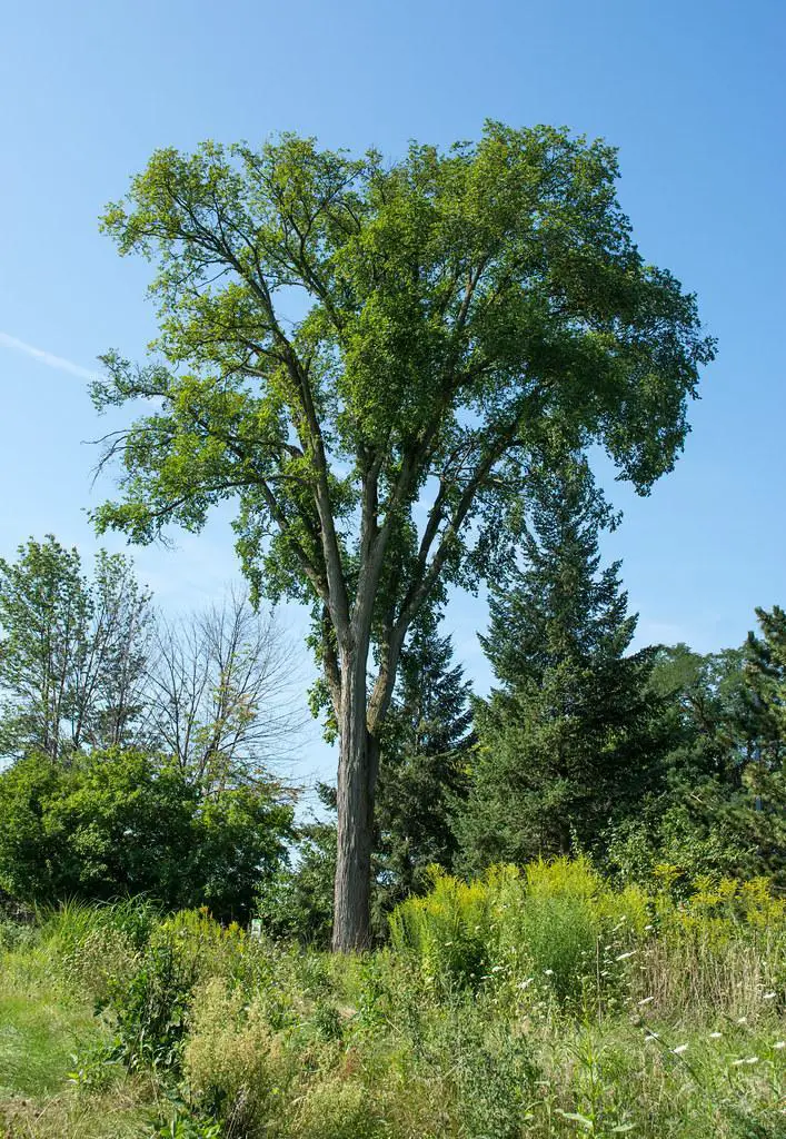 American elm - types of elm trees