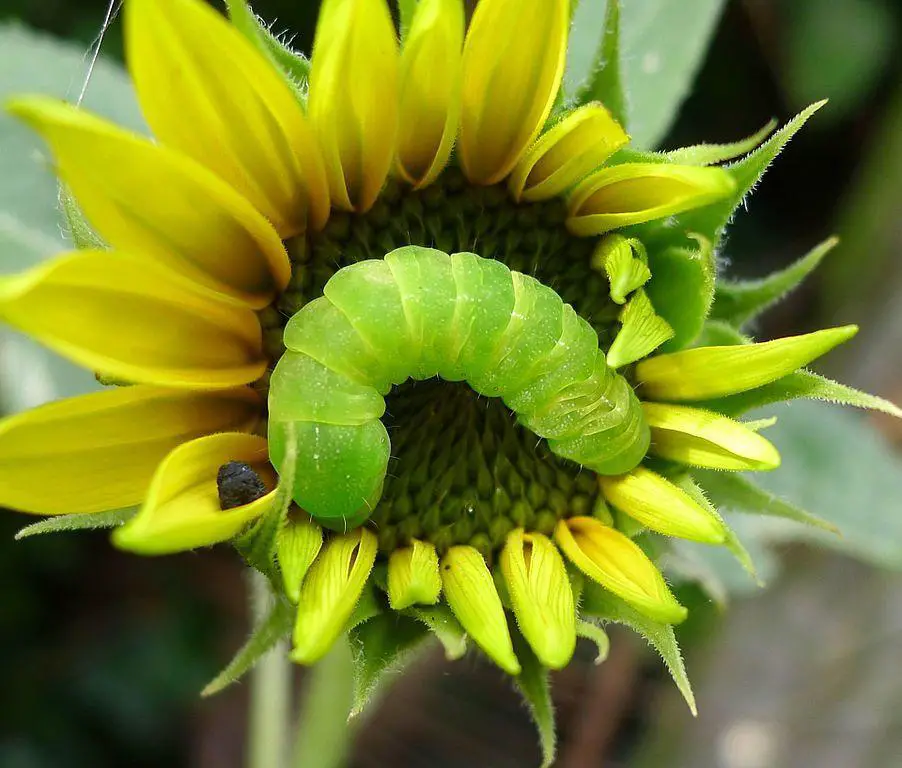 Angle Shades Moth Caterpillar - Types of green caterpillars