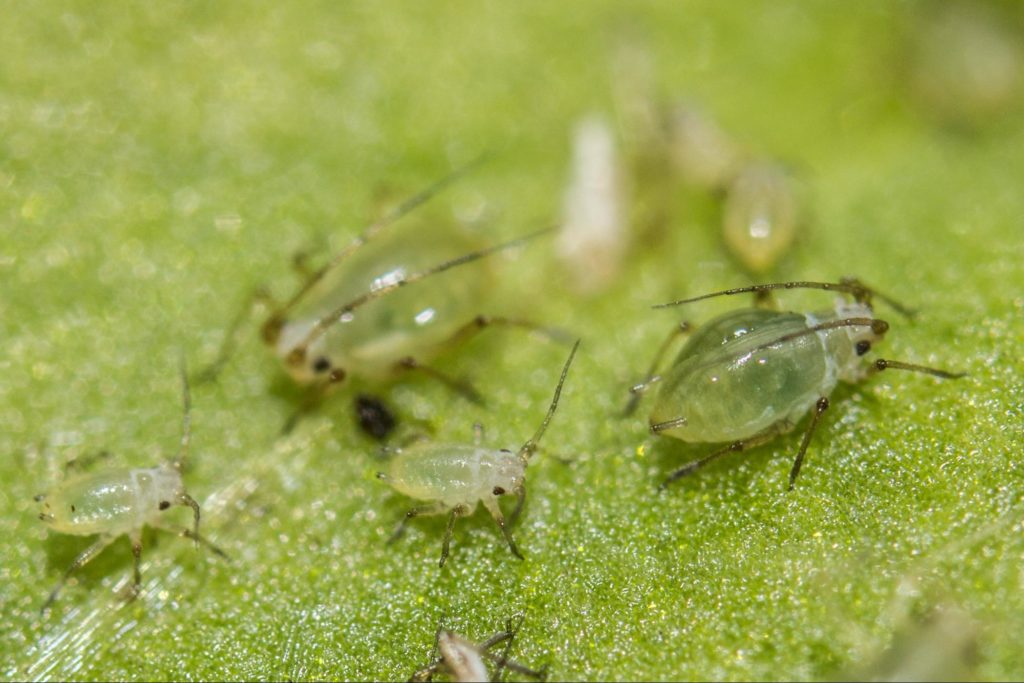 Aphids on a family trip - how to get rid of bugs in plants