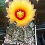 18 World Famous Yellow Cactus Varieties for Homes and Gardens