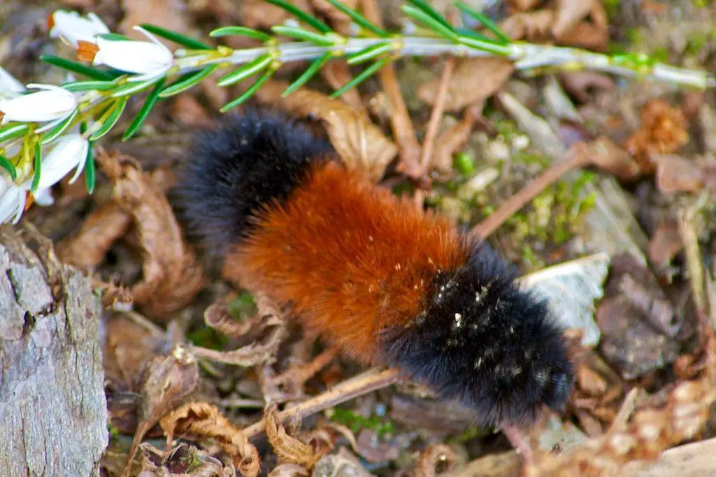Banded Woolly Bear Caterpillar - types of furry caterpillars