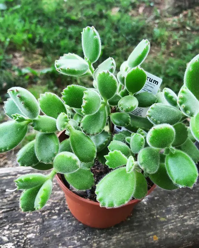 Bear Paw Jade - jade plant types
