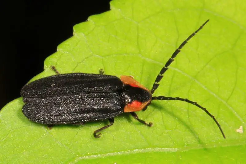 Black fireflies - black beetles