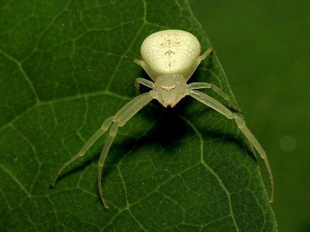 Caribbean Crab Spider - types of white spiders