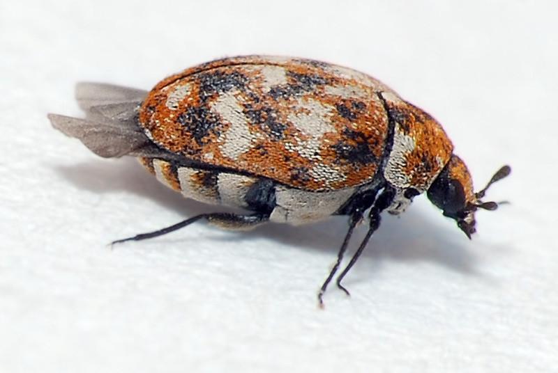 Carpet Beetles - small brown bugs