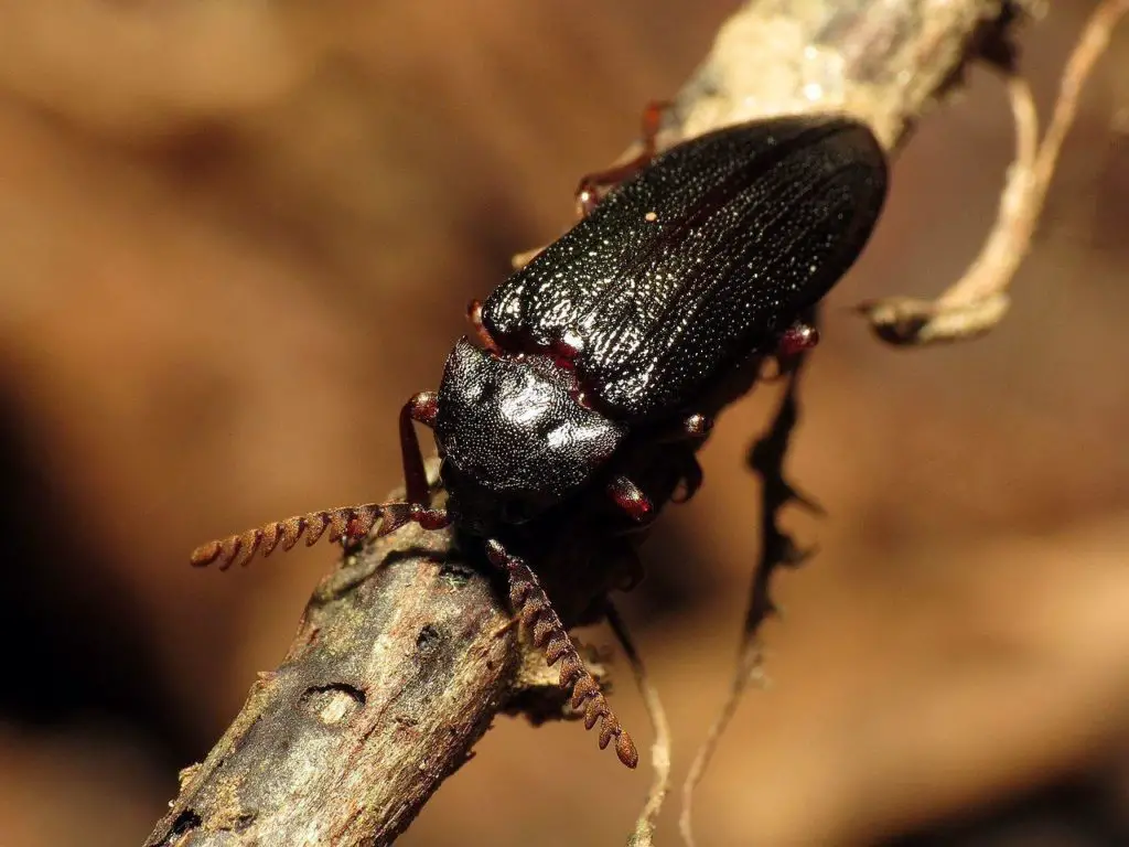 Cedar Beetles