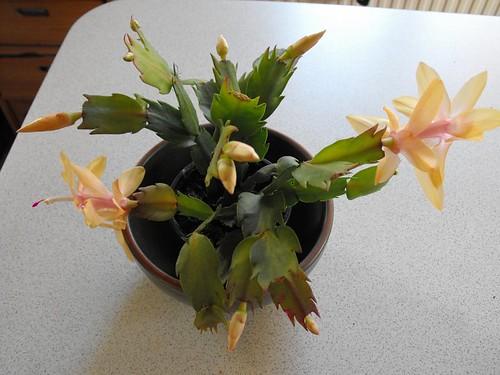 Schlumbergera truncata - yellow cactus types