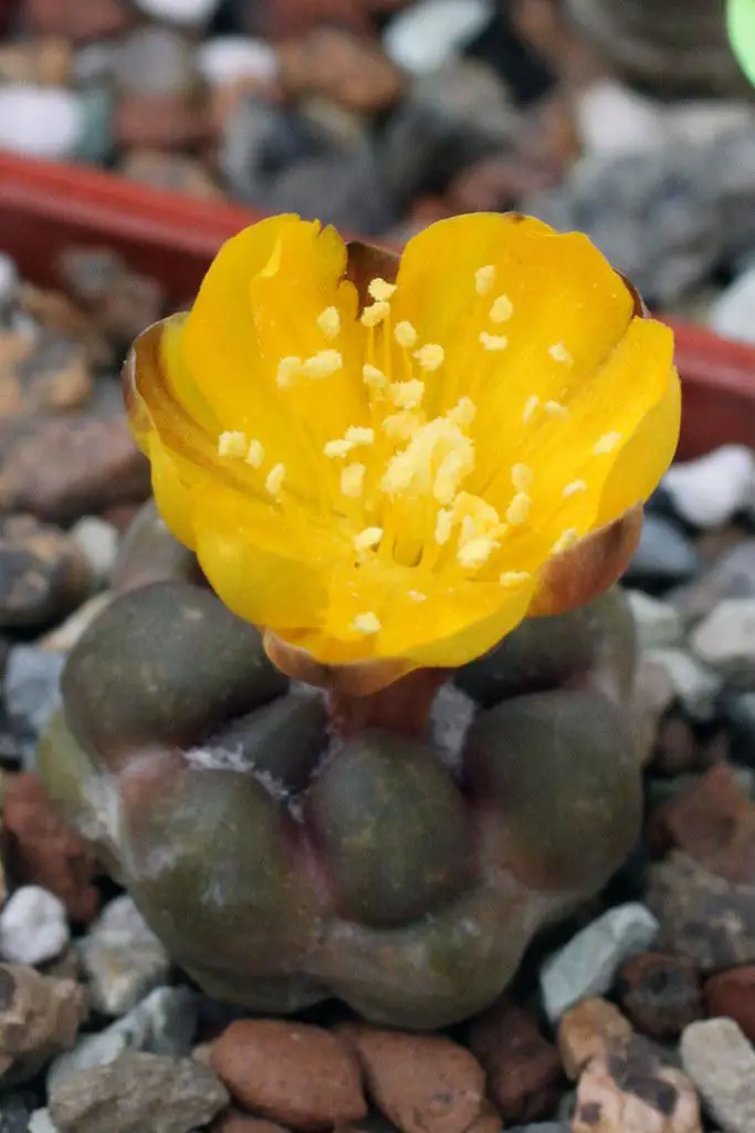Cintia knizei - yellow cactus types