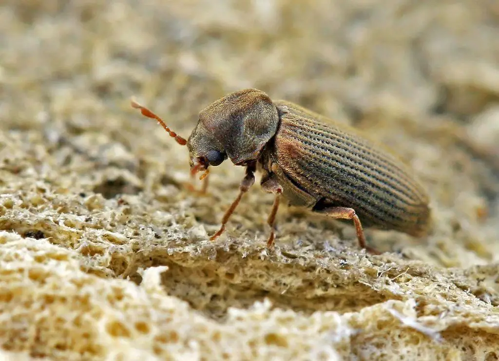 Common Furniture Beetles