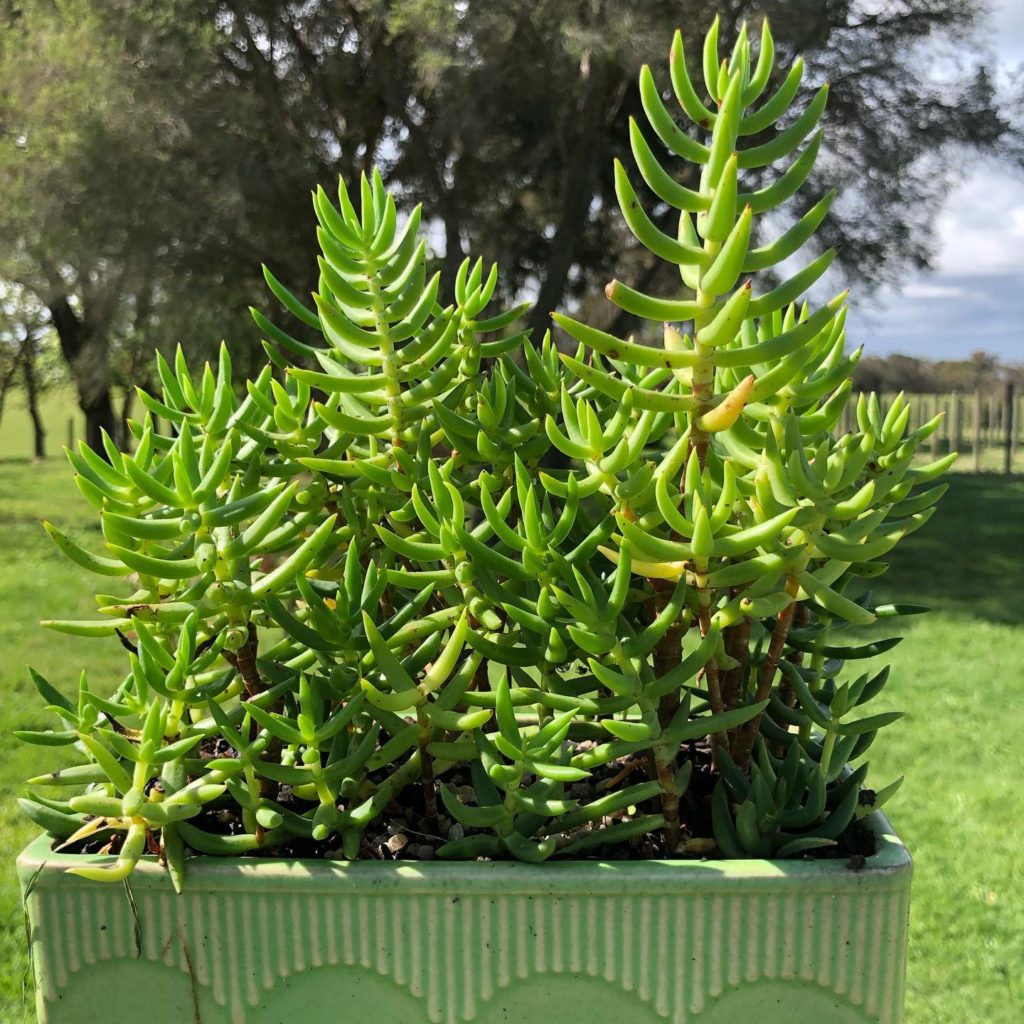 Crassula Tetragona - jade plant types