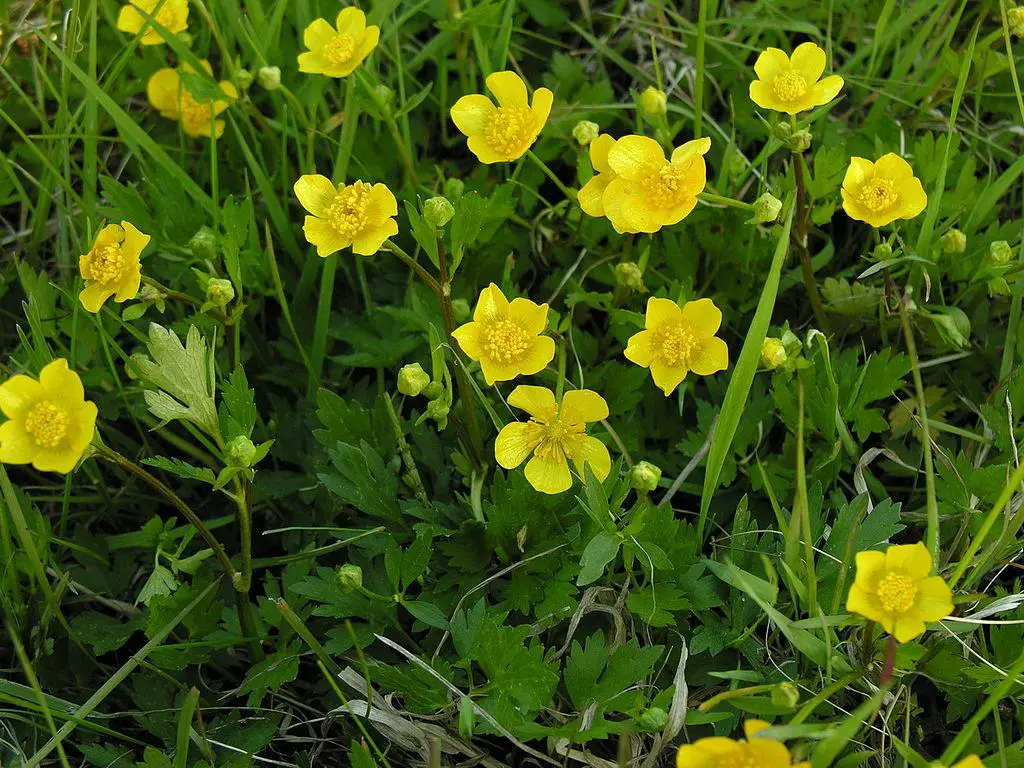 Creeping Buttercup - weeds with yellow flowers