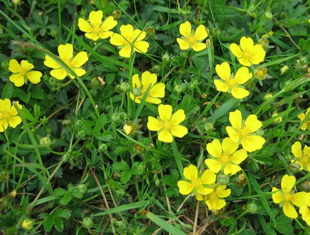 Creeping Cinquefoil - weeds with yellow flowers