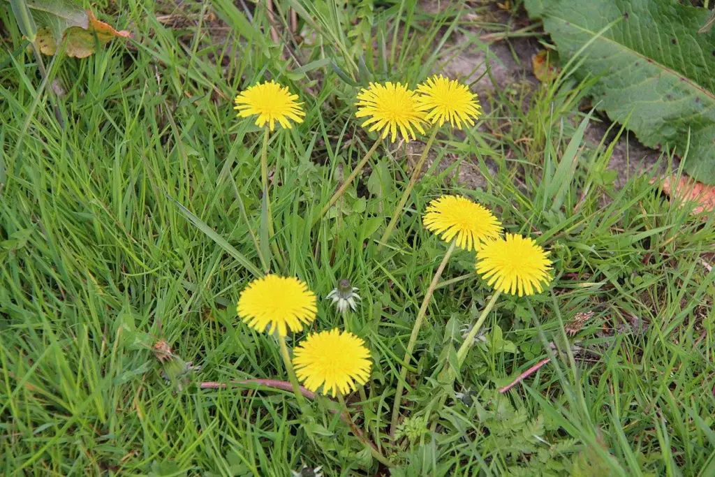 Dandelions - common weeds with yellow flowers