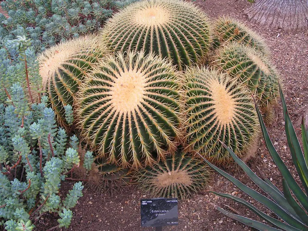 Echinocactus grusonii - yellow cactus types