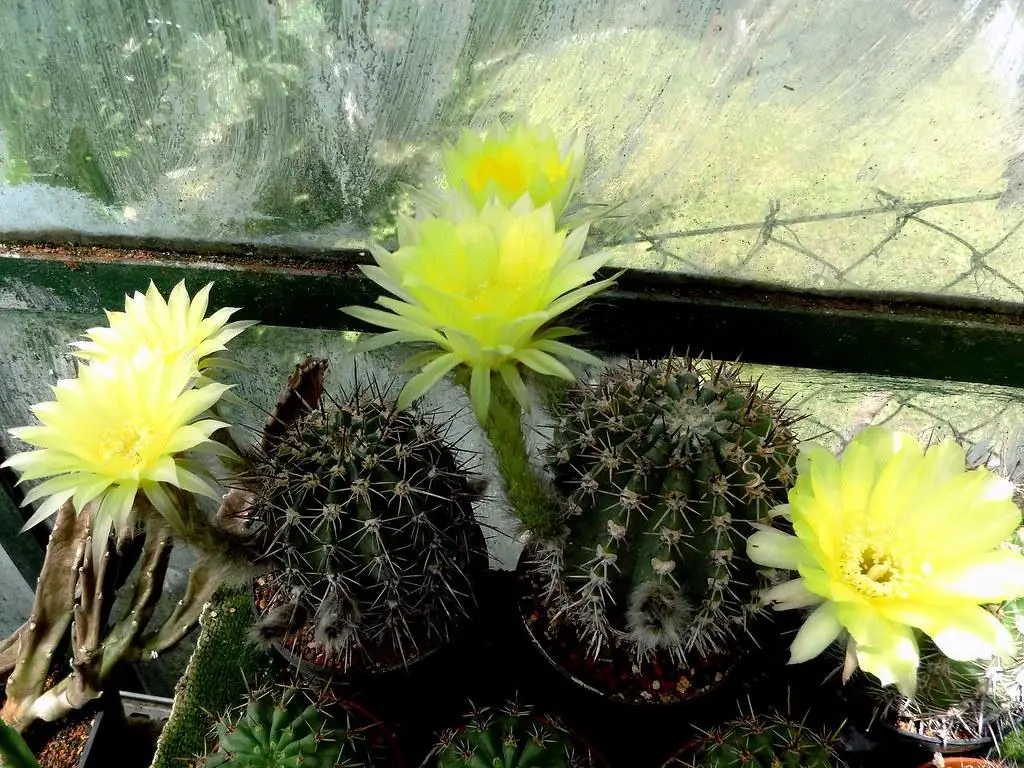 Echinopsis aurea - yellow cactus types
