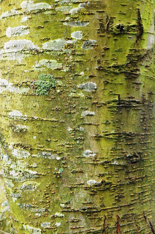Elm tree bark