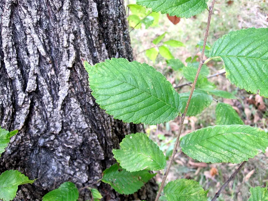Top 10 Types of Elm Trees| Elm Tree Uses, Pictures and Identification Guide