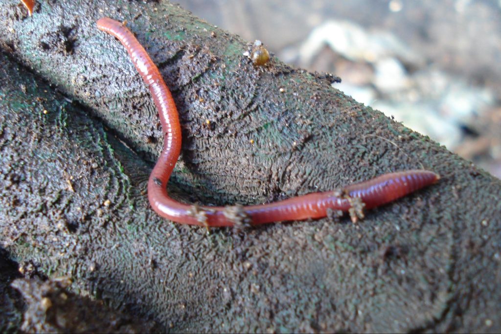Epigeic Worms - best worms for composting