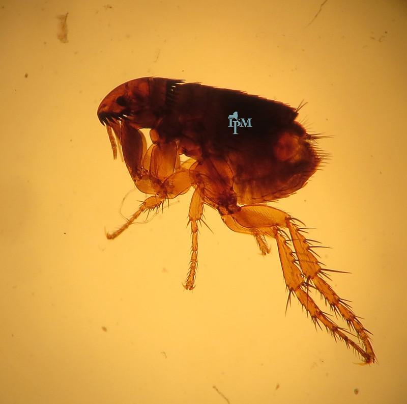 Fleas - small brown bugs