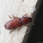 An All-In-One Guide To Small Brown Bugs | Fun Facts, Pictures And Identification Guide
