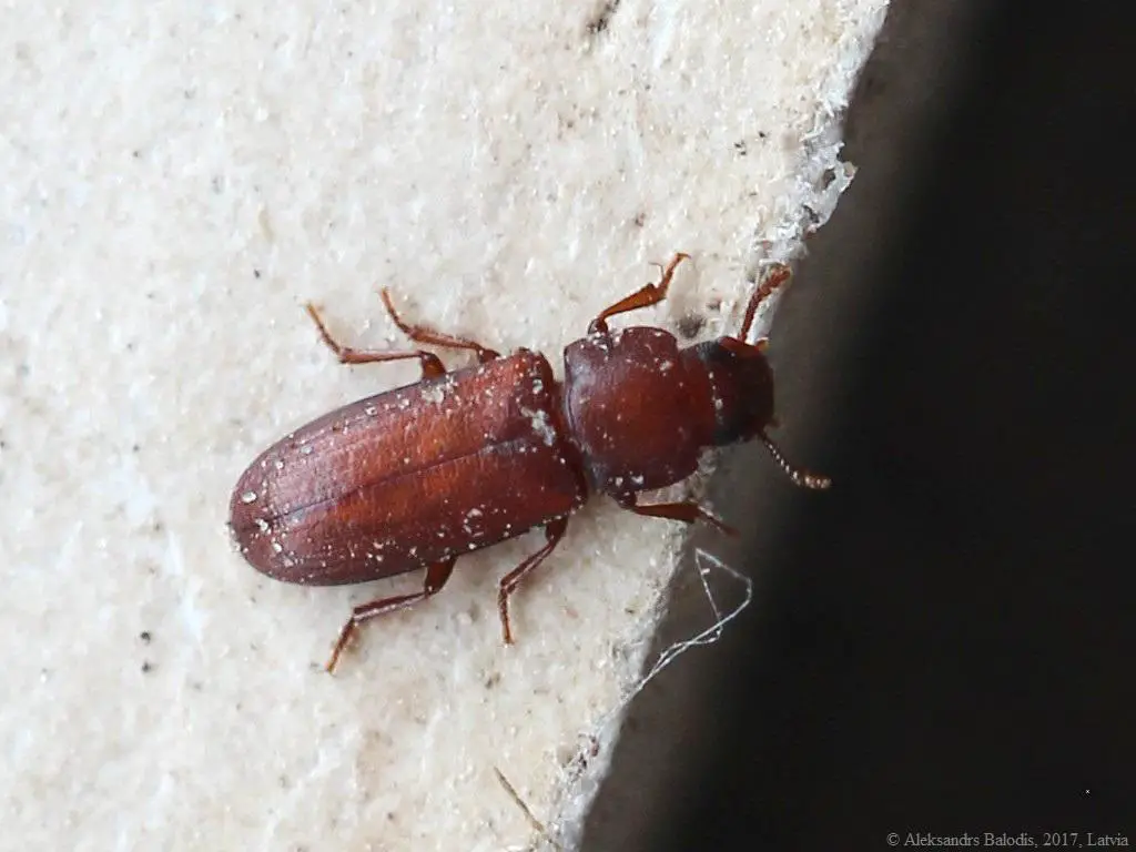 Flour Beetles - small brown bugs