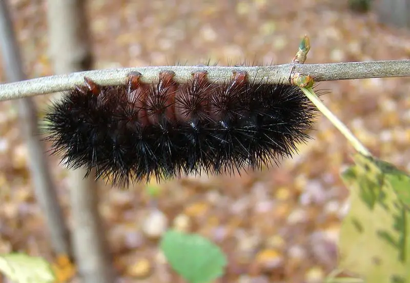 Giant Leopard Moth Caterpillar - black caterpillar