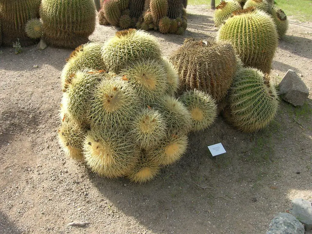 Echinocactus grusonii - tall cactus
