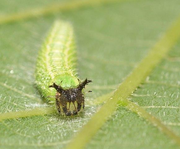 Hackberry Emperor Caterpillar
