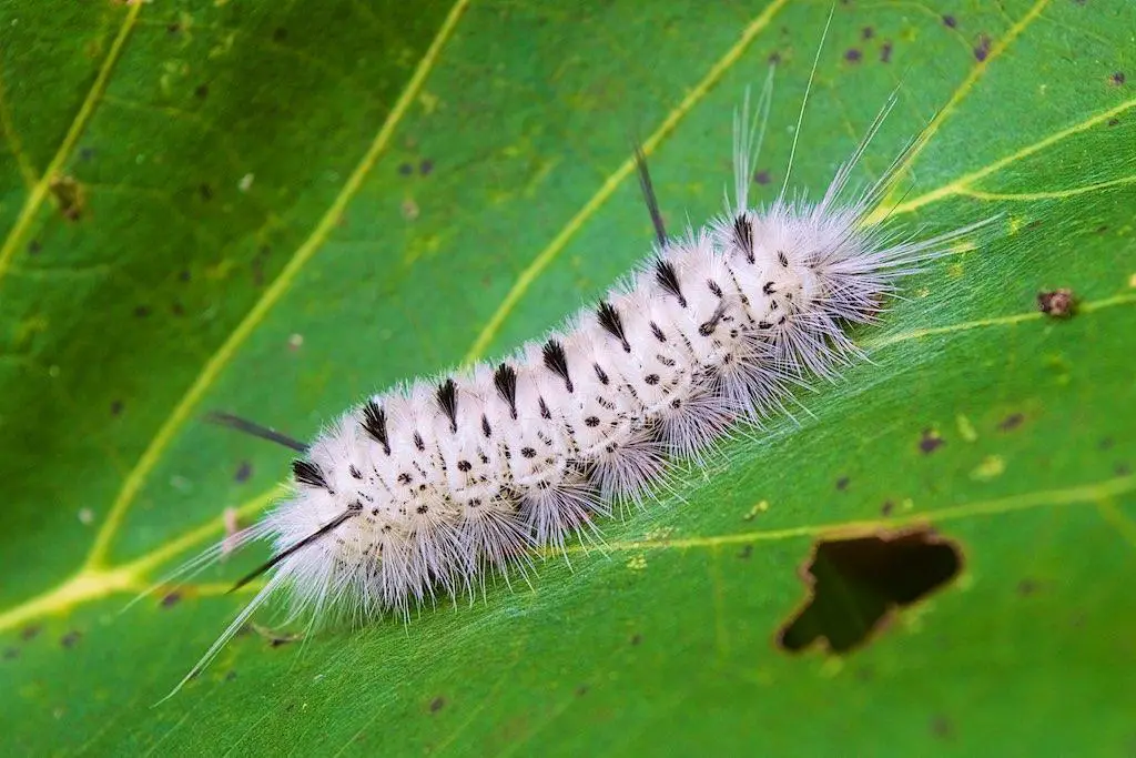 Hickory Tussock Moth Caterpillar - Types of furry caterpillars