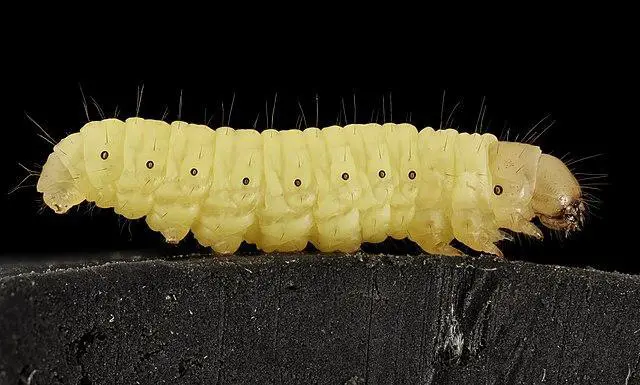 Honeycomb - what do caterpillars eat